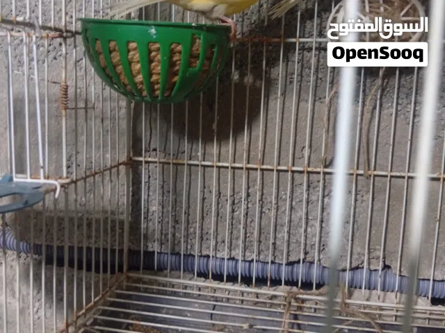 انتى كناري مشوشه لون وحجم ربي يبارك واتيه واتيه مصوقره للبيع ريش أو بي القفص