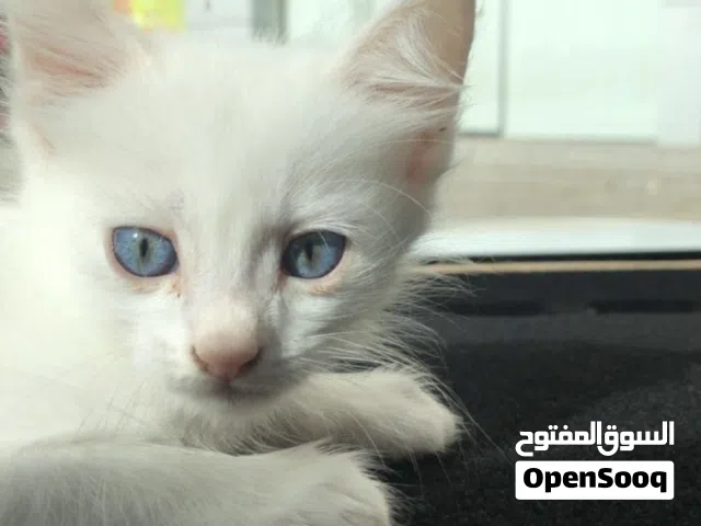 قط اليف ولعوب