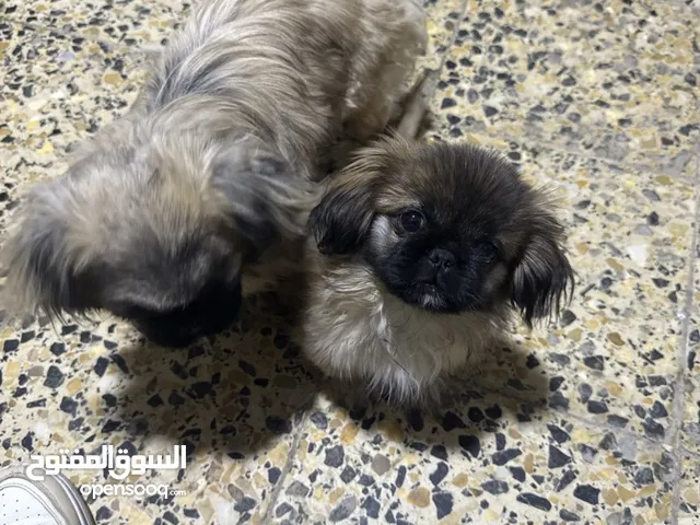 كلاب بيكنز اصلي