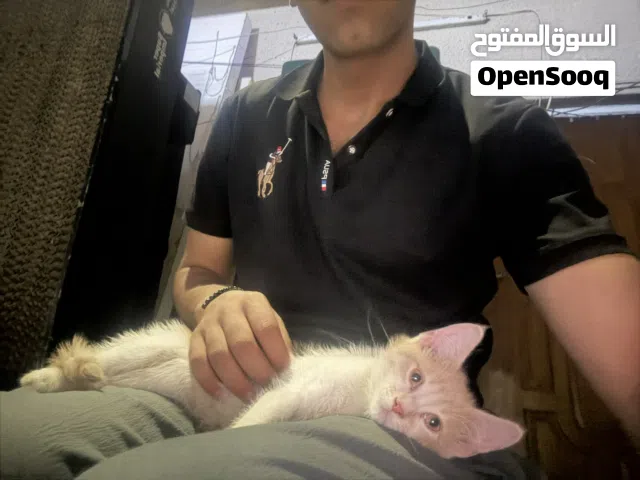 بزونه اصغيره مال بيت انطيه اله بلاش هدية