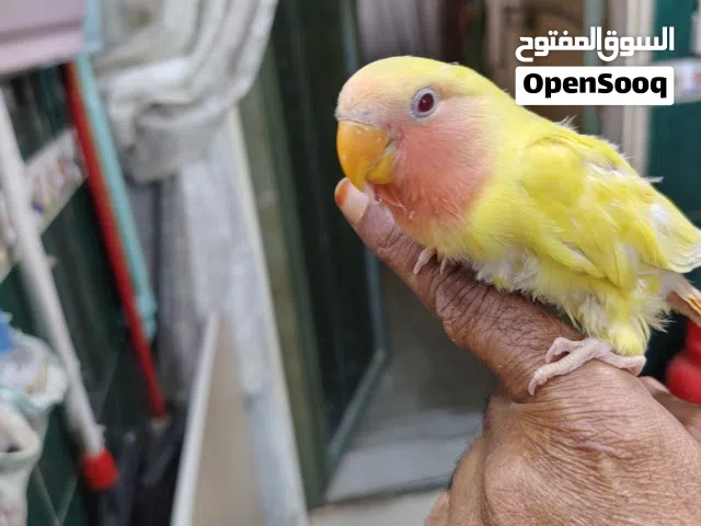 طير روز للبيع اليف لون اصفر ابلاين زق يدوي