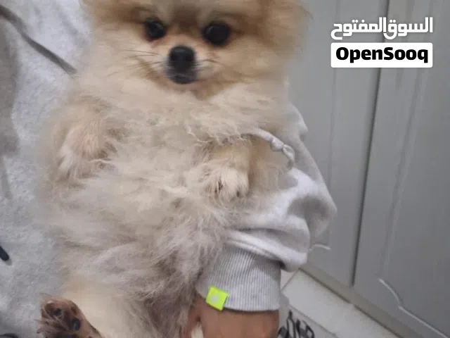 بومبريان نثيه مستوى توب