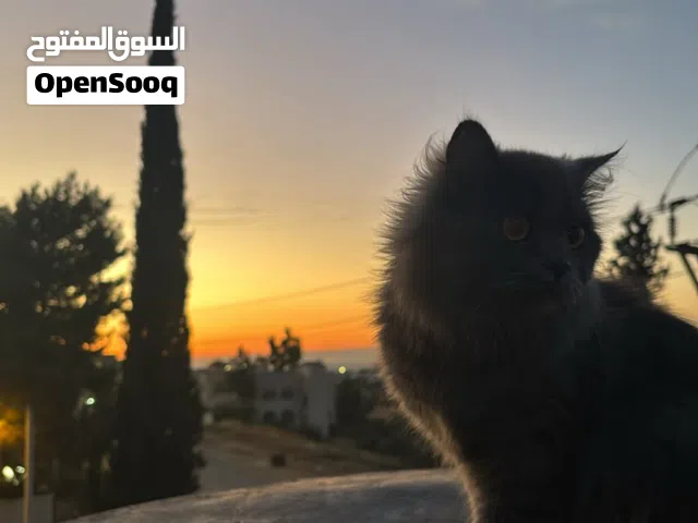 بسه عمره سنتين