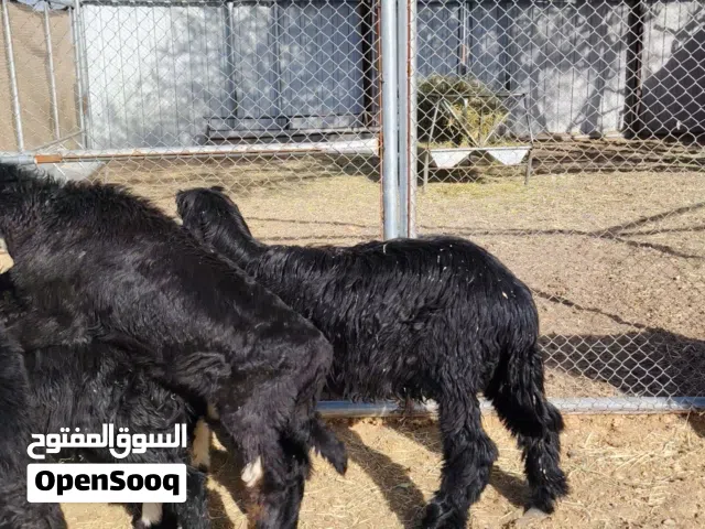 كباشه نجديات وتهجين نجدي  الأسعار من80 إلى 95
