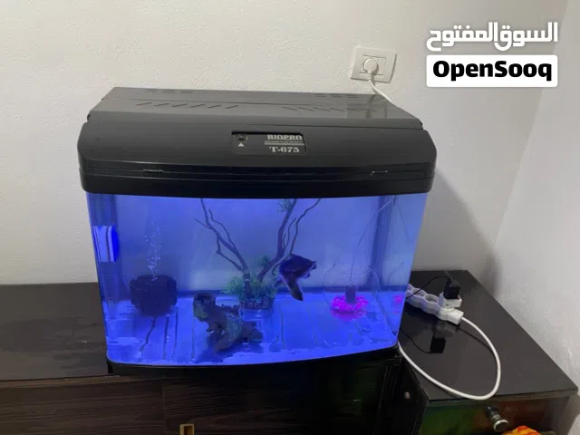 حوض سمك زينة