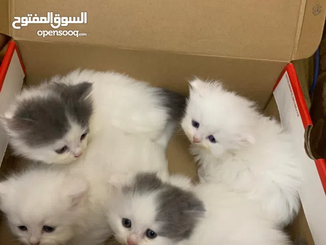 شيرازي شهر ونص