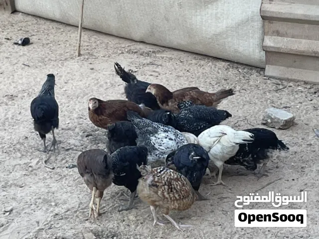 عتاتيق وشواشيو عربيات للبيع