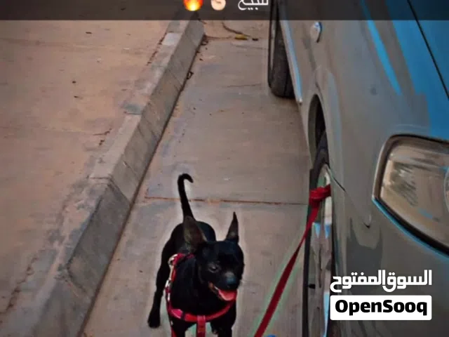 شيواوا للبيع او التبديل مكان مصراته كلبه  انتى ربي يبارك