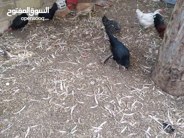 دجاج بلدي بياض للبيع