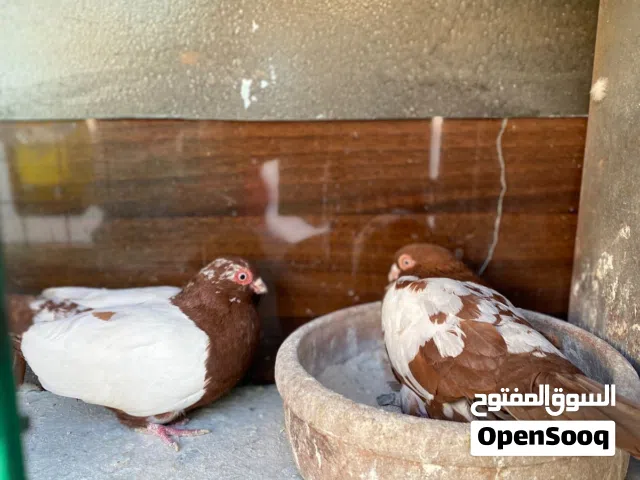 5 جواز للبيع