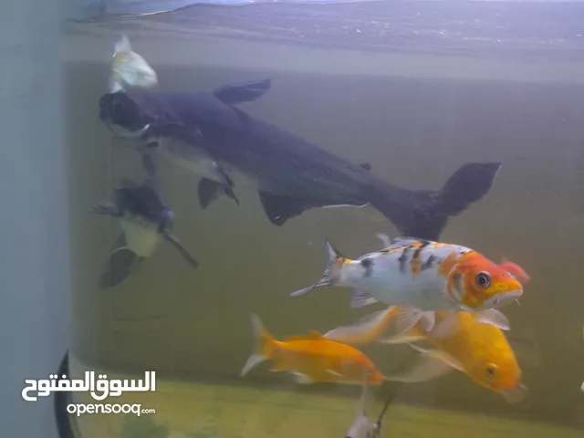 كت فش حجم كبير