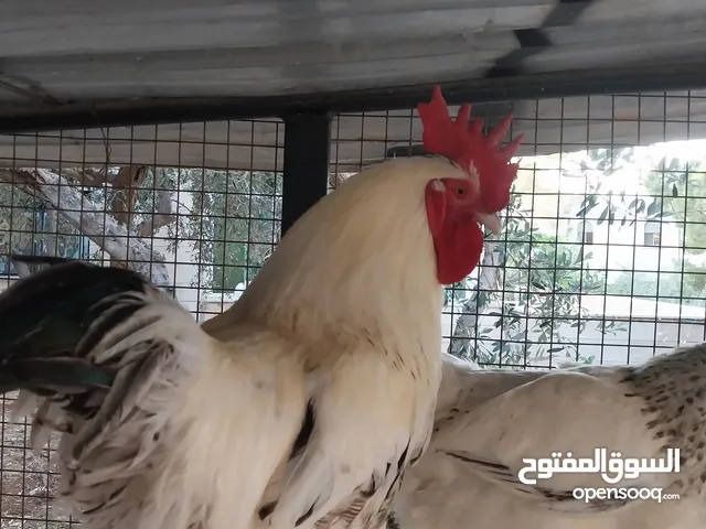 ديوك انجليزي عدد 2 للبيع