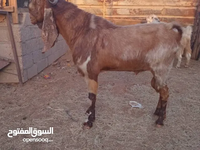 بسم الله مشاءالله زوز جديان فحوله او موس