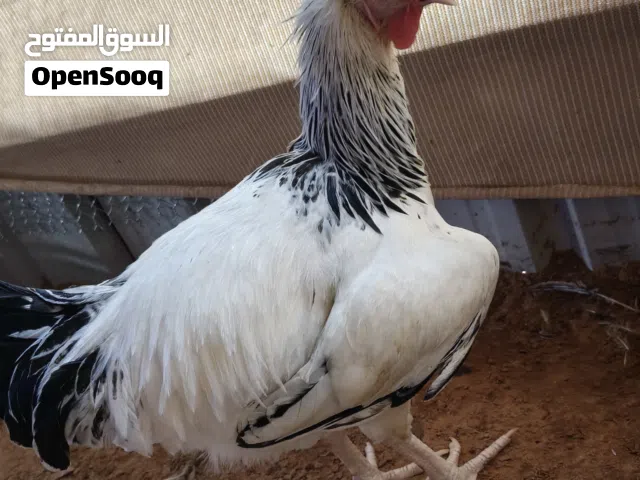 دجاج للبيع ساسكس  المعروف العملاق