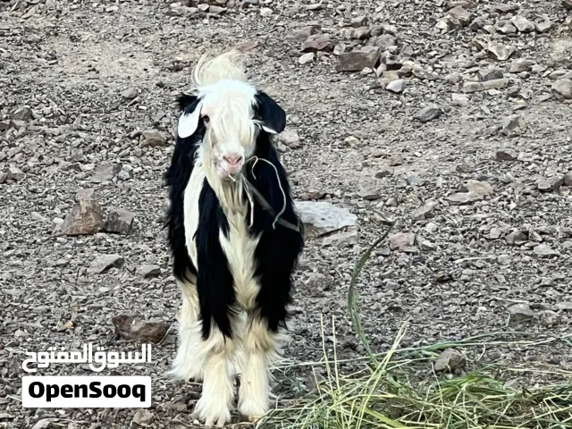 صخله من حلال الرحوب مستوى طيب