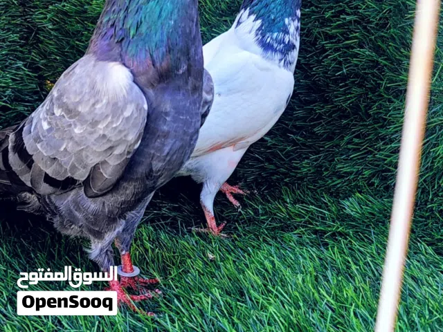 حمام باكستاني