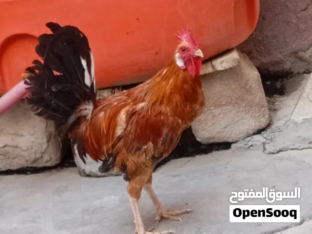دجاجه عربيه وديك كويتي