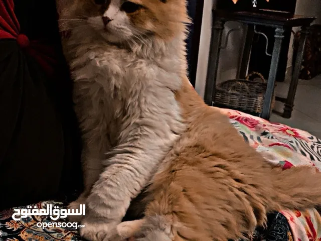 للبيع قط مطعم بسعر رخيص
