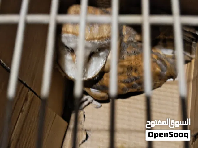 بومه للبيع