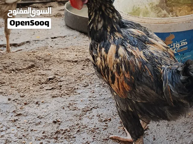 ديج عمر4اشهرمع دجاجه كافه للبيع السكن ابتنومه الشراي يجي خاص