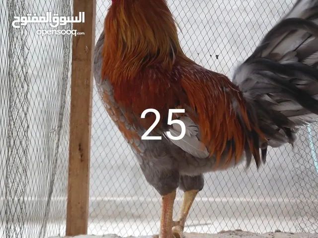 ديج و دجاجة هراتية و دجاجة عرب الأسعار في الصور