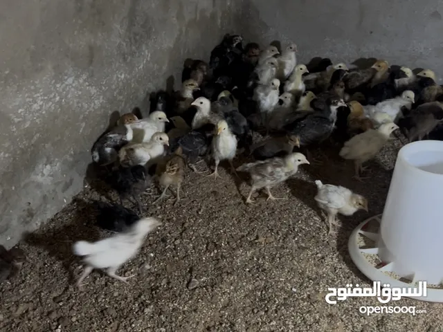 كتكوت عربي