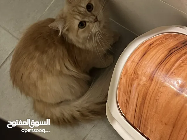 قطة صغيرة للتبني