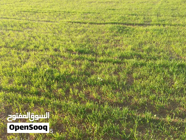 طلب أرض زراعيه للأجار السنوي