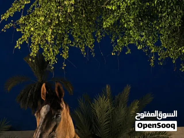 خيل للبيع ألون كميد