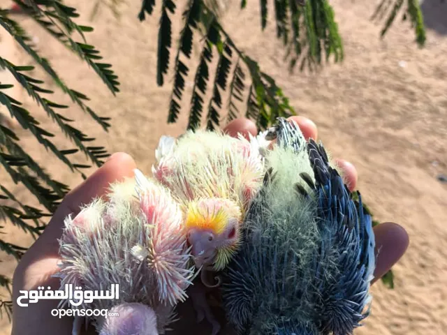 بسم الله مشاءالله للبيع كوكتيل لاتينو وحبشي