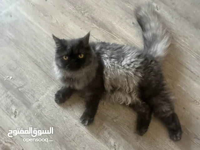 قطه شانشيلا و أغراضها