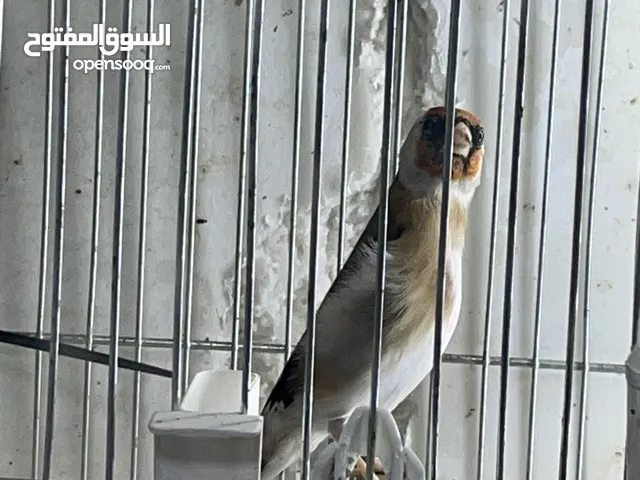 حساسين ذكور و اناث