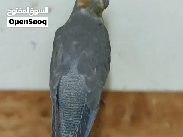 سلام عليكم قروان للبعي طير اليف