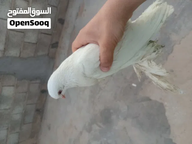 حمام زينة للبيع خش خاص ونساعدك