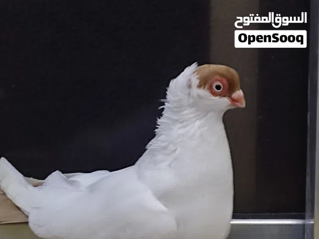 جوز بالوني الماني أصفر