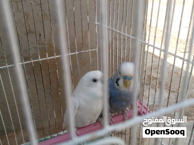 عصافير زينه