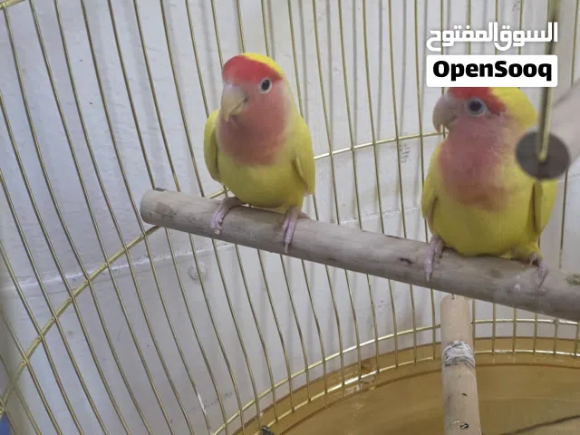 زوج من طيور نوع روز لوف بيرد (Rose-faced Lovebird)، طفرة لونية تُعرف باسم "لوتينو"