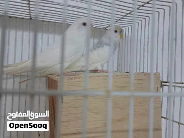 طيور بادجي للبيع شوف الوصف