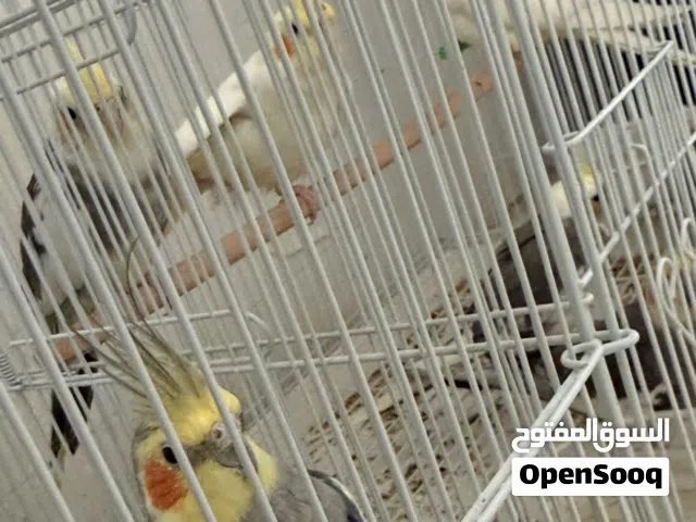 4 كروان مع قفص كبير بيعة سريعة
