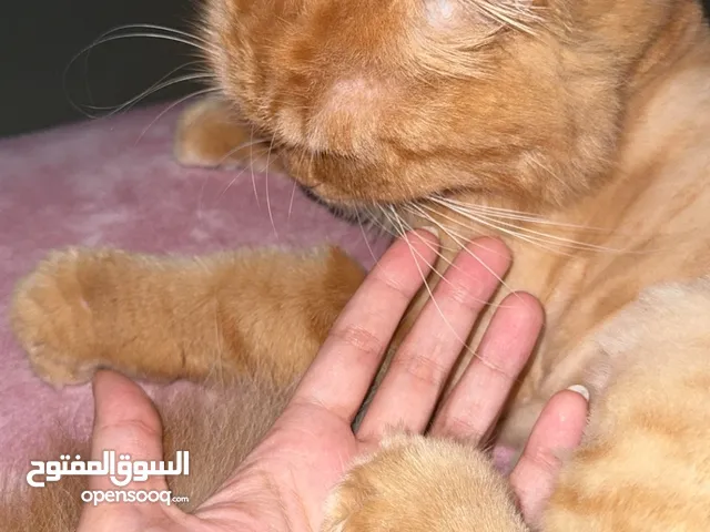 قطة انثى شيرازي