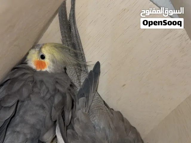 للبيع زوج كروان