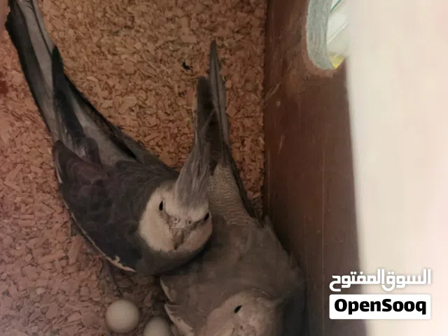 جوز ككتيل للبدل عصصانم