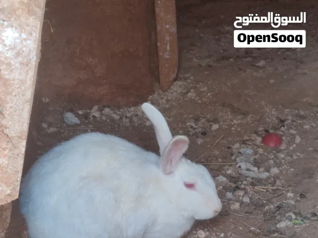 جوز ارانب شغالات الانثى عشار قريب تولد