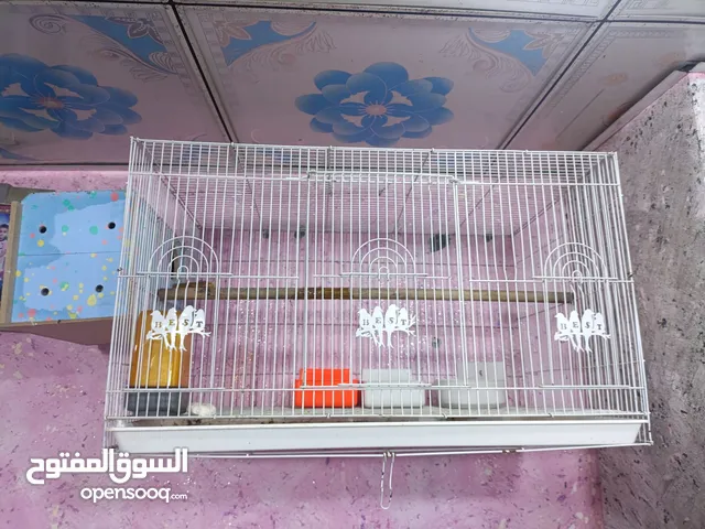 متاح 3اقفاصة أبو الطيره الكبير مع بيتين أبو الحاظن سعر 3اقفاص ب55