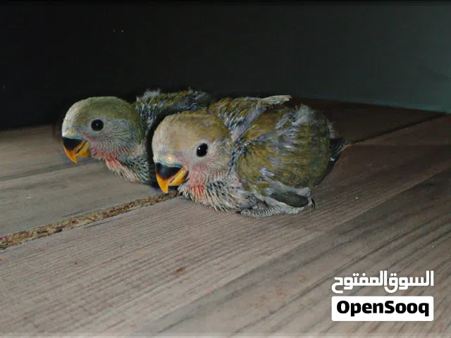 ببغاء روز الله ايبارك للترويض