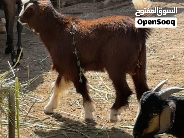 جدايه من حلال الرحبي