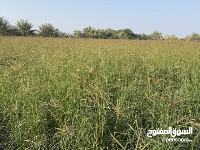 حشيش برايد لفترة محدودة (السوادي جنوب)