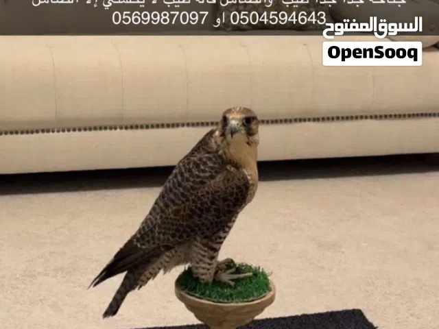 جير تبع الرياض