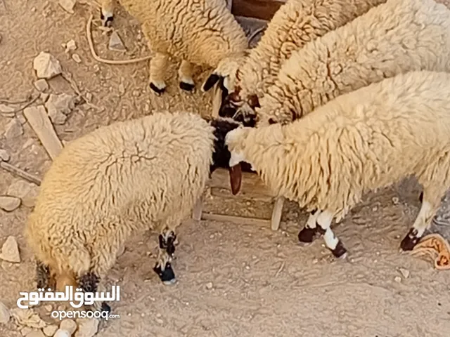 غنم برقي حر حوليات