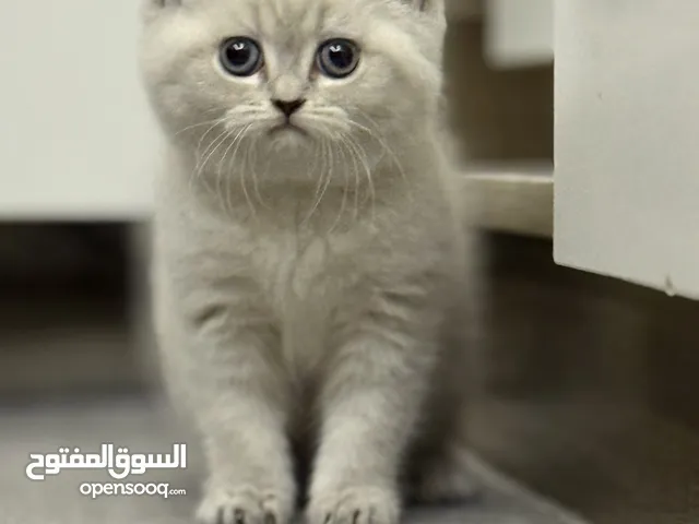 للبيع قطه بصلاه على النبي